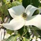 Japanse kornoelje | Cornus kousa 'China Girl'