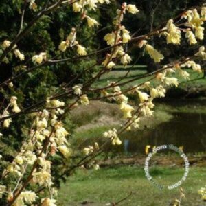 Schijnhazelaar | Corylopsis pauciflora