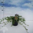 Dwergmispel | Cotoneaster dammeri | In pot 1,3L | Hoogte 30-40cm Dwergmispel | Cotoneaster dammeri