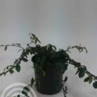 Dwergmispel | Cotoneaster dammeri | In pot 2L | Hoogte 25-30cm Dwergmispel | Cotoneaster dammeri