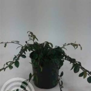 Dwergmispel | Cotoneaster dammeri