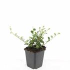 Dwergmispel | Cotoneaster dammeri