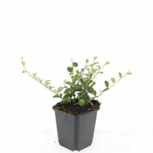 Dwergmispel | Cotoneaster dammeri