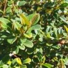 Dwergmispel | Cotoneaster dammeri | In pot 1,5L Dwergmispel | Cotoneaster dammeri