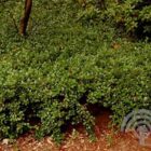 Dwergmispel | Cotoneaster dammeri | In pot 1,5L Dwergmispel | Cotoneaster dammeri