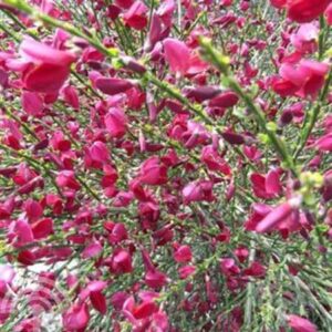 Brem | Cytisus scoparius 'Boskoop Ruby'