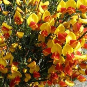 Brem | Cytisus 'Palette'