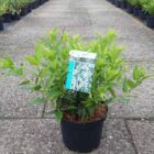 Bruidsbloem | Deutzia gracilis