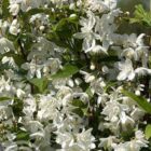 Bruidsbloem | Deutzia gracilis bloemen