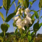 Bruidsbloem | Deutzia gracilis bloem