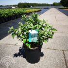 Bruidsbloem | Deutzia scabra 'Plena'