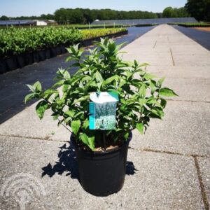 Bruidsbloem | Deutzia scabra 'Plena'