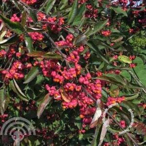 Wilde kardinaalsmuts | Euonymus europaeus