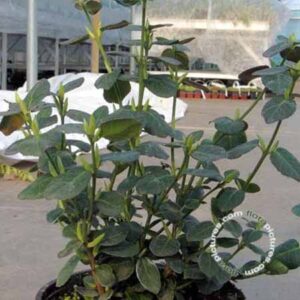 Kardinaalsmuts | Euonymus fortunei 'Vegetus'