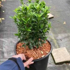 Kardinaalsmuts | Euonymus japonicus 'Green Spire'