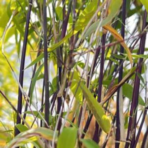 Bamboe | Fargesia nitida