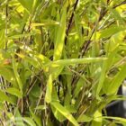 Bamboe | Niet woekerend | Fargesia nitida