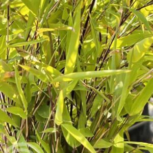 Bamboe | Niet woekerend | Fargesia nitida