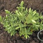 Struikveronica | Hebe albicans | In pot 1,5L Struikveronica | Hebe albicans