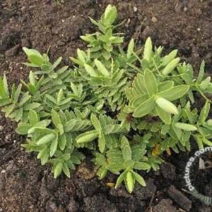 Struikveronica | Hebe albicans