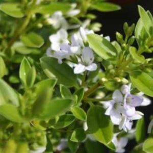 Struikveronica | Hebe 'Summer Blue'