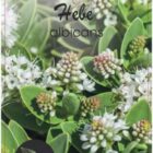Struikveronica | Hebe albicans | In pot 1,5L Struikveronica | Hebe albicans