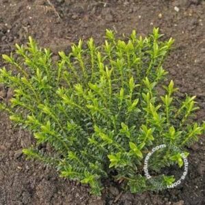 Struikveronica | Hebe odora 'New Zealand Gold'