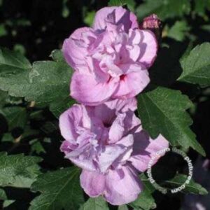 Altheastruik - Tuinhibiscus | Hibiscus syriacus 'Ardens'