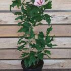 Altheastruik - Tuinhibiscus | Hibiscus syriacus 'Hamabo' | In pot 5L | Hoogte 40-60cm Altheastruik - Tuinhibiscus | Hibiscus syriacus 'Hamabo'