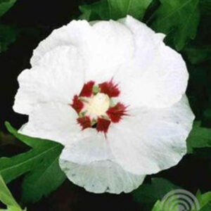 Altheastruik - Tuinhibiscus | Hibiscus syriacus 'Red Heart'