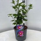 Altheastruik - Tuinhibiscus | Hibiscus syriacus 'Woodbridge'