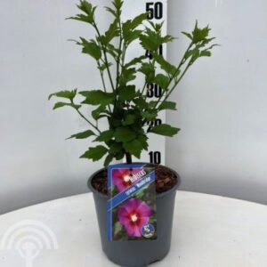 Altheastruik - Tuinhibiscus | Hibiscus syriacus 'Woodbridge'