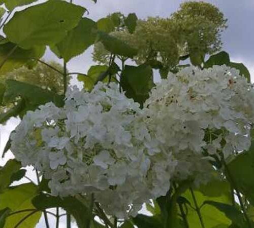 Hortensia | Hydrangea arborescens 'Annabelle'