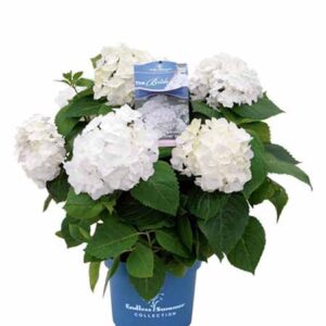 Hortensia - bolvormig | Hydrangea macrophylla Endless Summer 'The Bride'