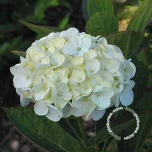 Hortensia - bolvormig | Hydrangea macrophylla 'Mme Emile Mouillère'