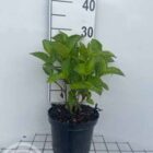 Hortensia – schermvormig | Hydrangea macrophylla 'Rotkehlchen' | In pot 2L | Hoogte 30-40cm Hortensia – schermvormig | Hydrangea macrophylla 'Rotkehlchen'