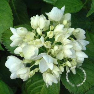 Hortensia - bolvormig | Hydrangea macrophylla 'Soeur Thérèse'