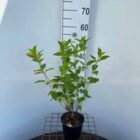 Pluimhortensia | Hydrangea paniculata ‘Limelight’