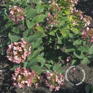 Pluimhortensia | Hydrangea paniculata 'Pink Diamond'