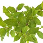 Pluimhortensia | Hydrangea paniculata 'Tardiva'