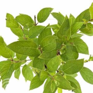 Pluimhortensia | Hydrangea paniculata 'Tardiva'