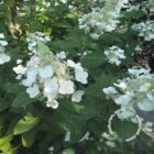Pluimhortensia | Hydrangea paniculata 'Tardiva'