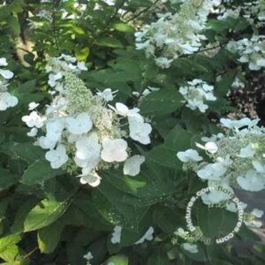 Pluimhortensia | Hydrangea paniculata 'Tardiva'