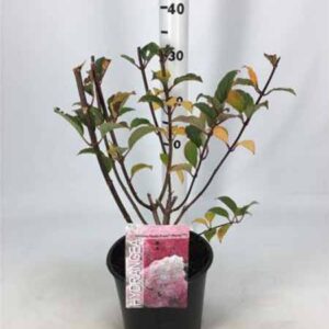 Pluimhortensia | Hydrangea paniculata 'Vanille Fraise'