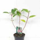 Pluimhortensia | Hydrangea paniculata 'Wim's Red'