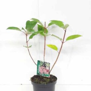 Pluimhortensia | Hydrangea paniculata 'Wim's Red'