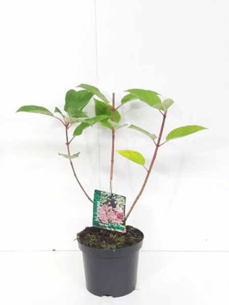 Pluimhortensia | Hydrangea paniculata 'Wim's Red'