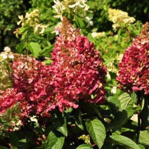 Pluimhortensia | Hydrangea paniculata 'Wim's Red'