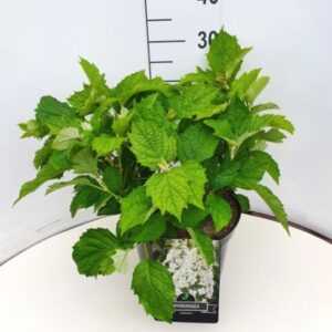 Eikenbladhortensia | Hydrangea quercifolia
