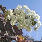Eikenbladhortensia | Hydrangea quercifolia
